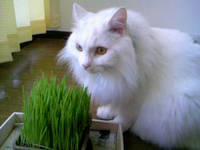 猫が好きな猫草