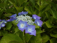 紫陽花