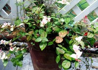 ９月７日第一日曜日は定休日です。 2008/09/06 23:16:34