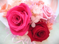 お花のち・か・ら・・・♪ 2008/09/11 17:44:58