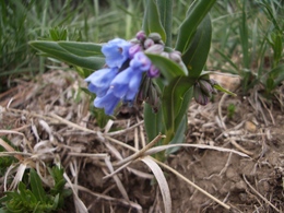 かわいい野生の草花~雪が解けて