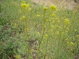 かわいい野生の草花~雪が解けて