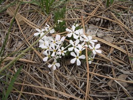 かわいい野生の草花~雪が解けて