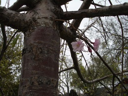 八重枝垂桜とライラックの花が咲き出して