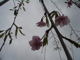 八重枝垂桜とライラックの花が咲き出して
