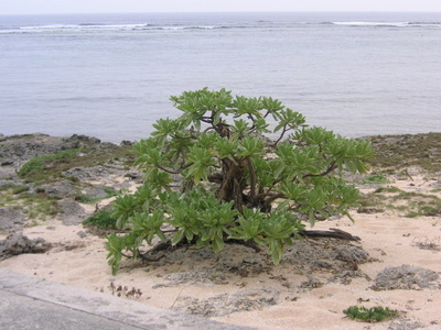 伊敷浜2