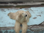 せいゆう