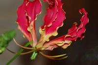 炎の花 2007/12/07 23:22:27