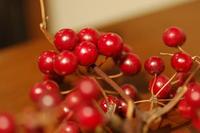 クリスマス・・花 2007/12/11 23:19:00