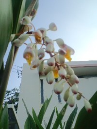 月桃の花 2012/05/07 15:26:34
