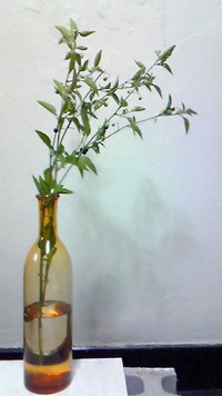 植物手帖