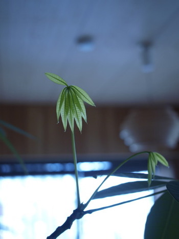 パキラっ子がうまれたよ。