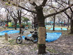 毛馬桜之宮公園の桜　満開