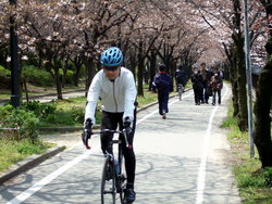 大川桜、開花