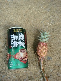 ミニパイン！！