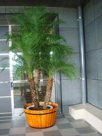 フェニックス！！ 2008/07/25 09:52:55