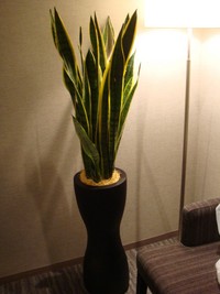 サンス！！ 2008/07/29 19:30:37