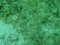 Road Diving My Camera