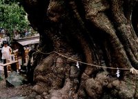 来宮神社の大楠祭り 2011/05/14 01:00:00