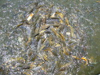 大名遊び 2008/05/13 12:05:21