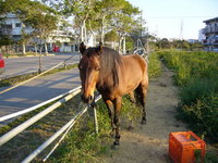 圭太を噛んだお馬さん 2007/02/25 11:48:46