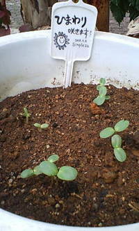 親心part.2 2008/04/11 14:26:47