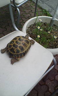 求人募集！ 2008/04/15 12:31:11