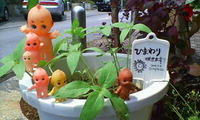 成長日記 2008/04/24 12:53:03