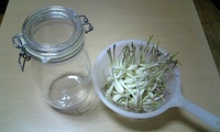 島らっきょう 2008/04/28 01:12:45