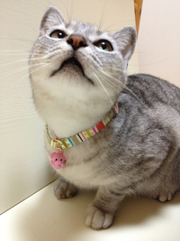 NEWねこくびわ 2012/04/12 23:55:40