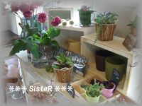 CAFE FLOWER NEO