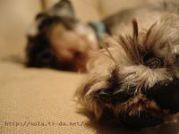 あきこしゃま 2008/01/17 05:32:35