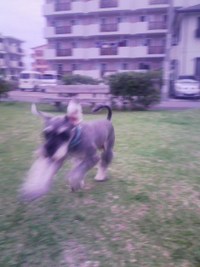 お散歩♪気持ちイイ♪ 2008/05/10 06:53:40