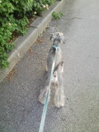 お散歩大好き♪ 2008/05/21 07:04:32