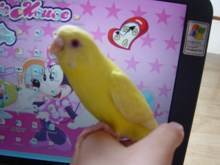 インコの事で。