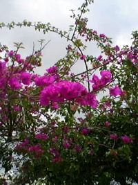 アーチ 2008/04/22 12:39:44