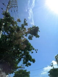 晴れ晴れ☆ 2008/06/17 12:36:05