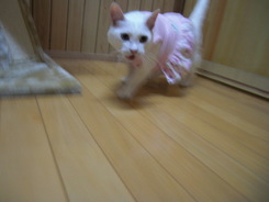 プリンセスちゃんヨロシクね~~