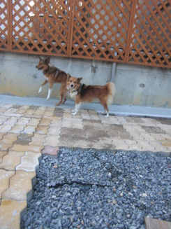 お泊りだワン!!