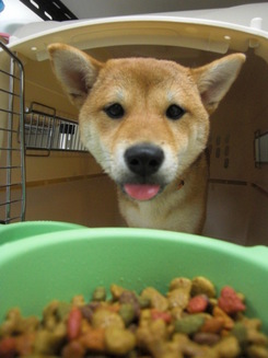 今日のお泊りワンコ~~^^