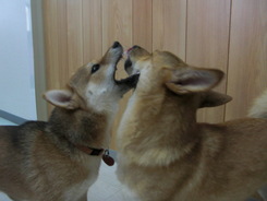 午後はトリミングルームで・・・^^