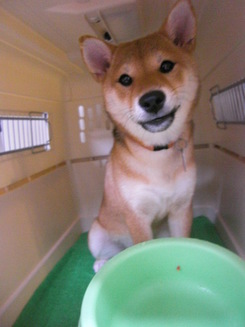 午後はトリミングルームで・・・^^
