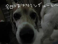 午後はトリミングルームで・・・^^