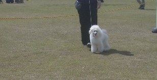 ハニーお疲れ様