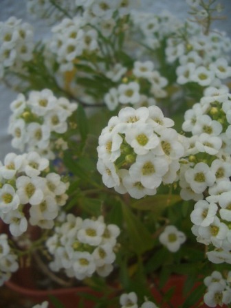 お花やスパイスの仲間達