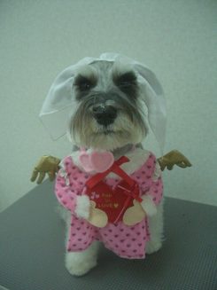 トリミングで来店