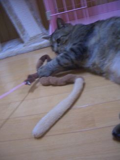 やった~~~(^^)/