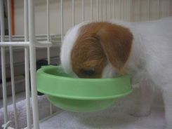 しじみちゃんの夜編