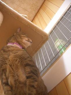 にゃ~おにゃ~お