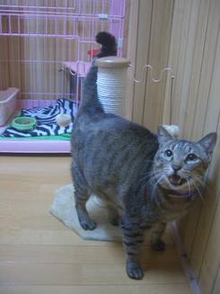 にゃ~おにゃ~お